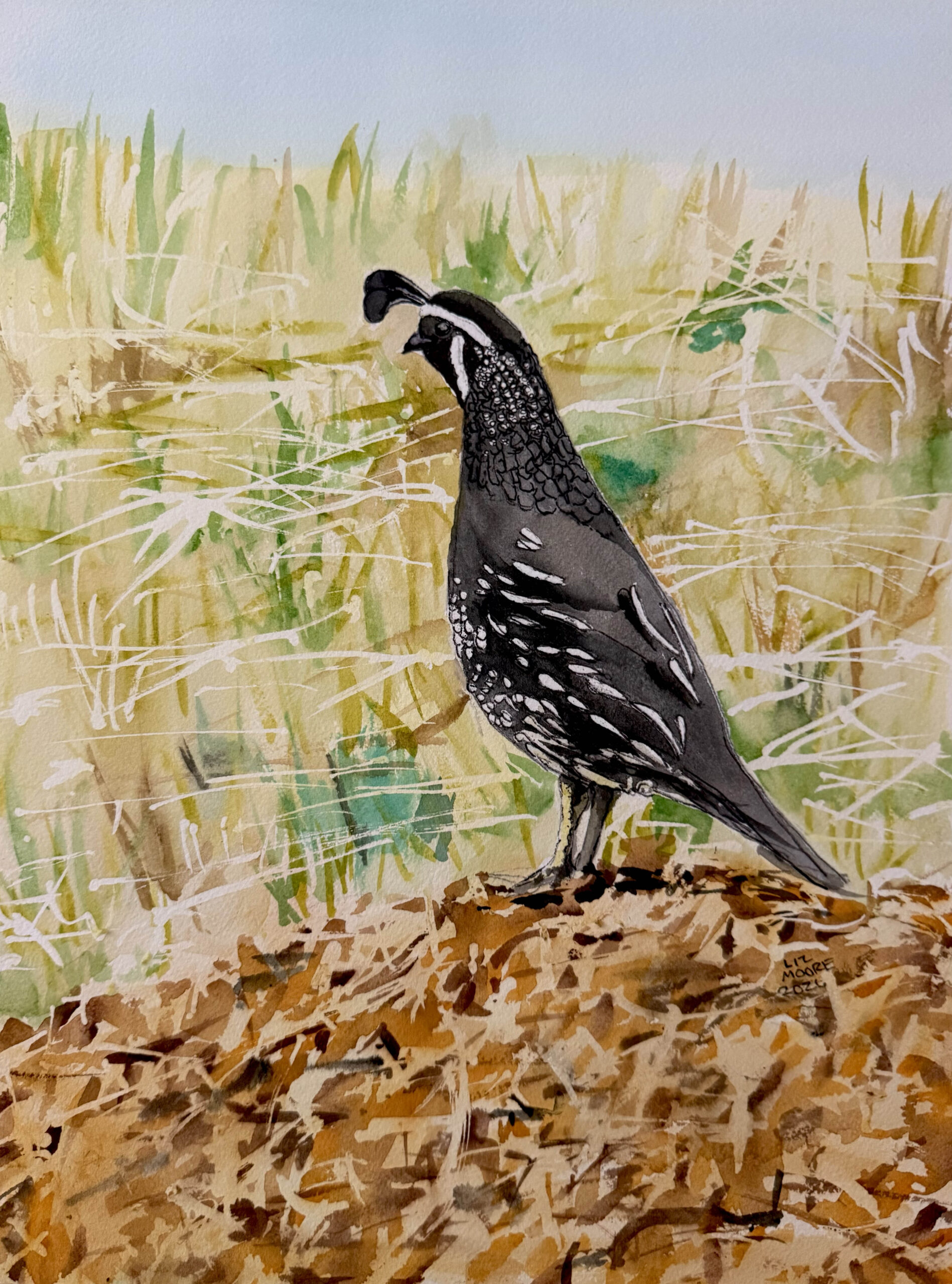 California Quail